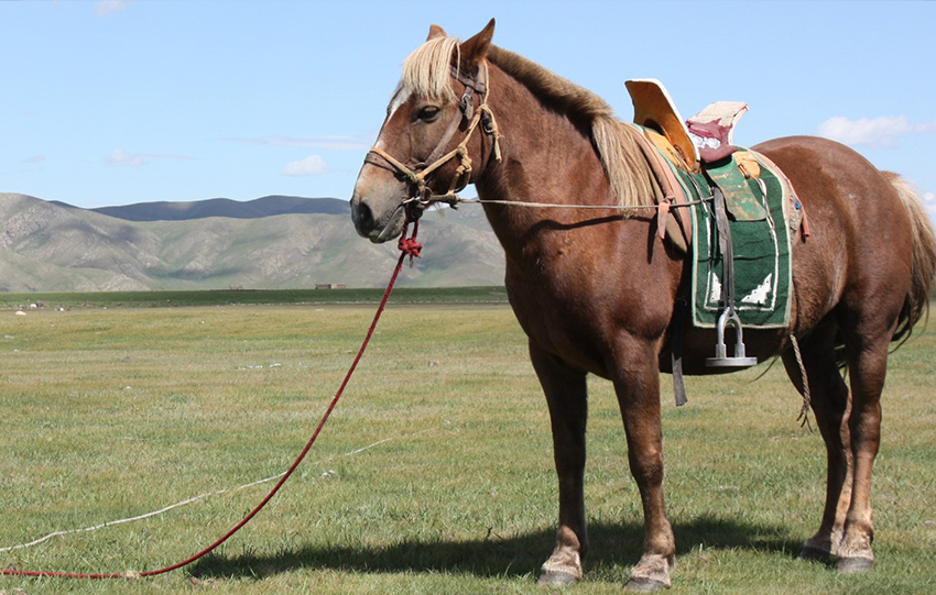 Cheval de Mongolie